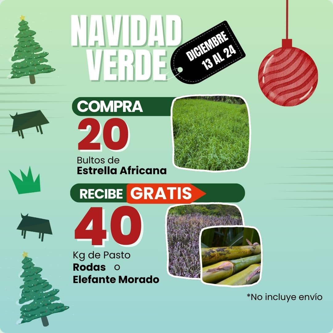 Pasto Rodas - Imagen 4