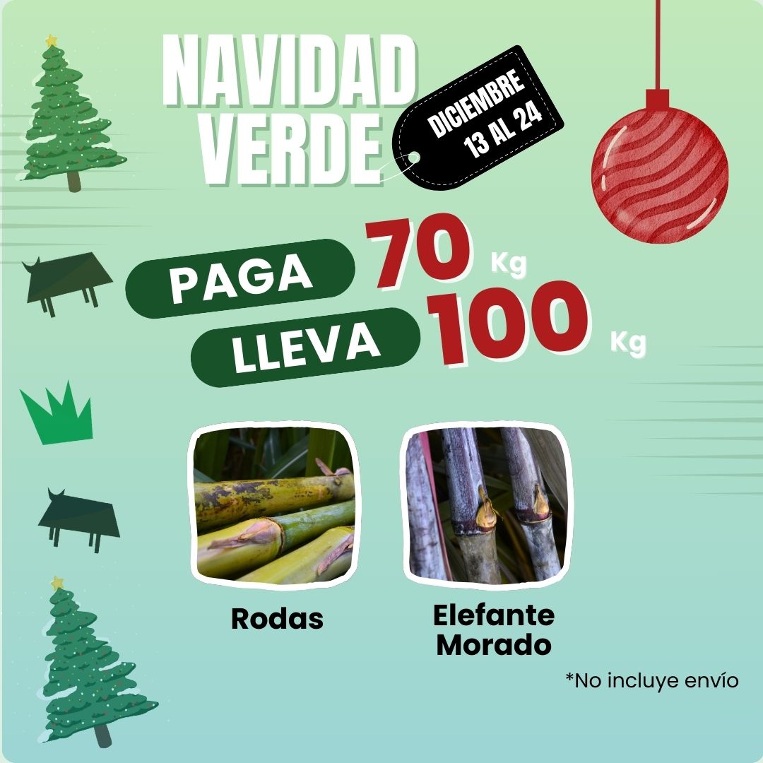 Pasto Rodas - Imagen 3