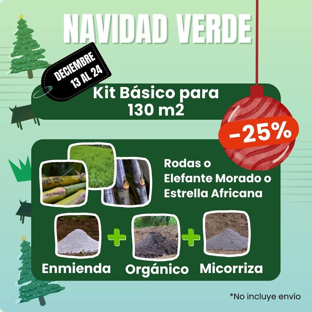 Pasto Rodas - Imagen 2