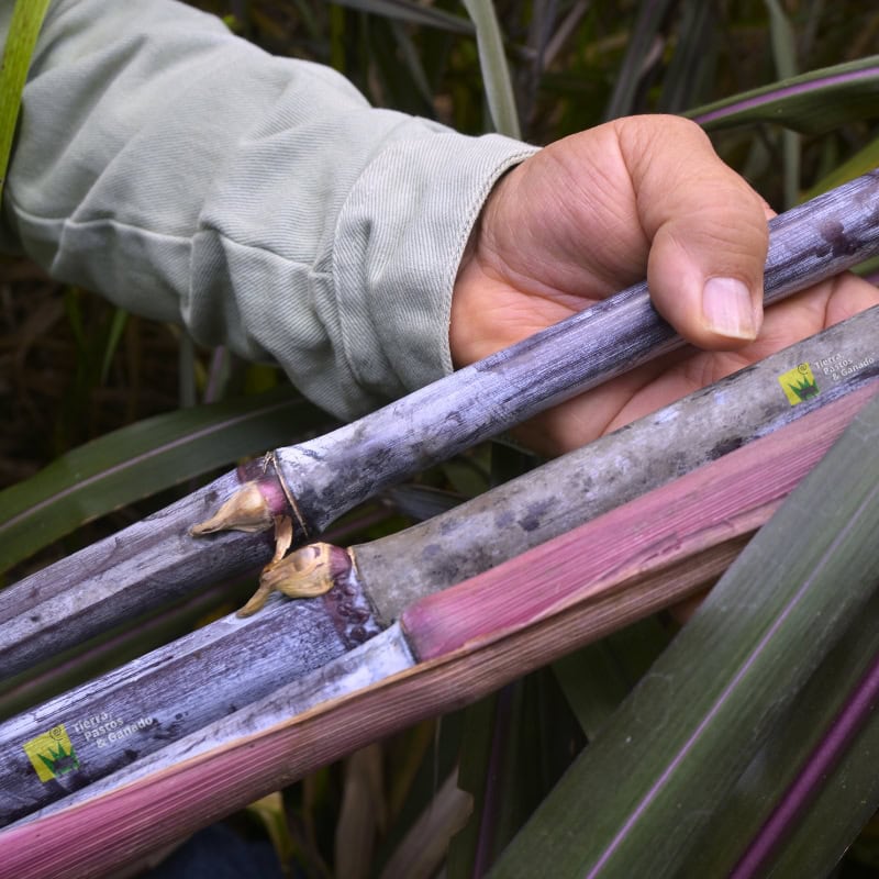 Pasto Elefante Morado - Imagen 5