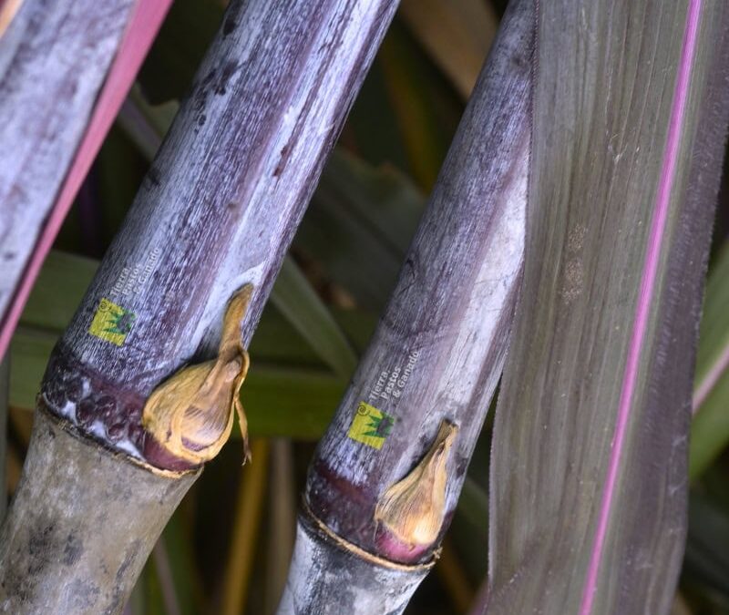 Conoce el Elefante Morado