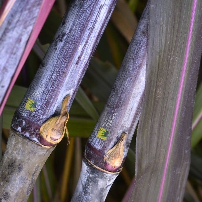 Pasto Elefante Morado - Imagen 9