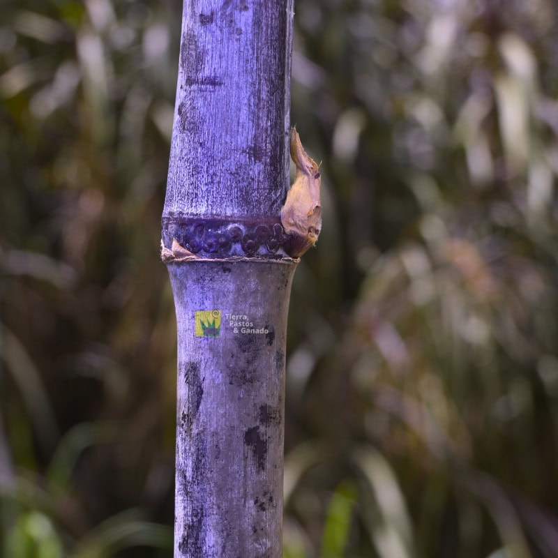 Pasto Elefante Morado - Imagen 8