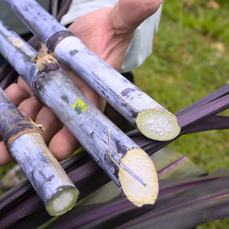 Pasto Elefante Morado - Imagen 6