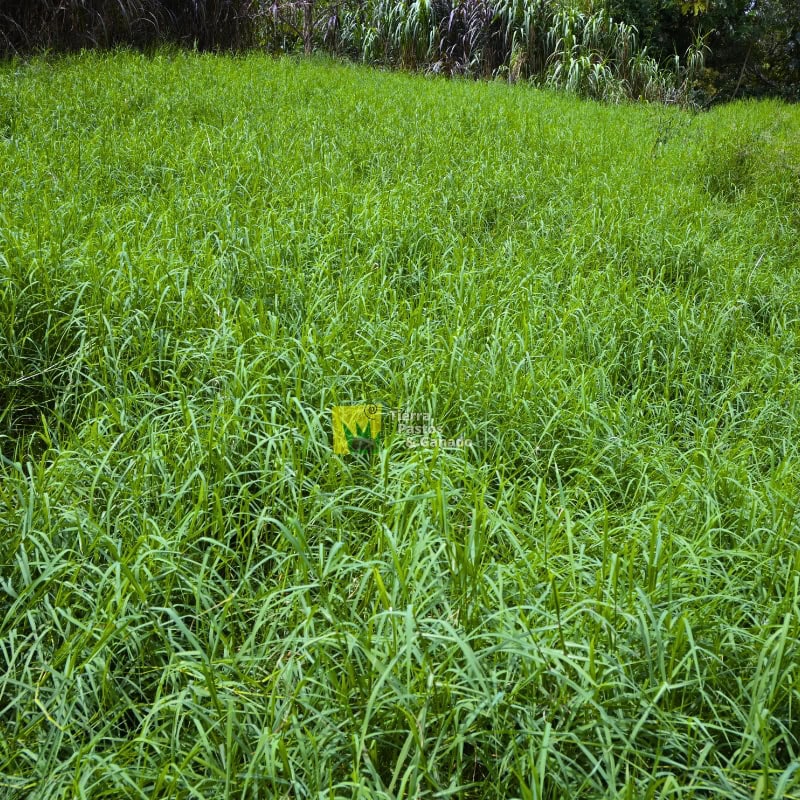 Pasto Estrella Africana - Imagen 4