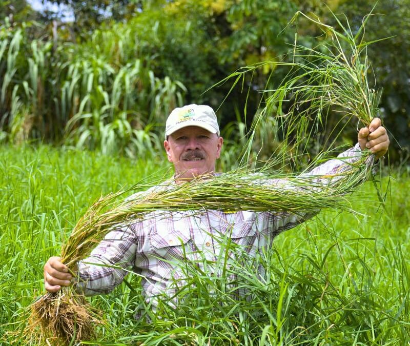 Conoce el Pasto Estrella Africana