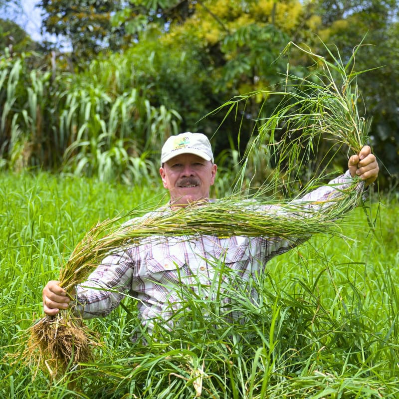 Pasto Estrella Africana