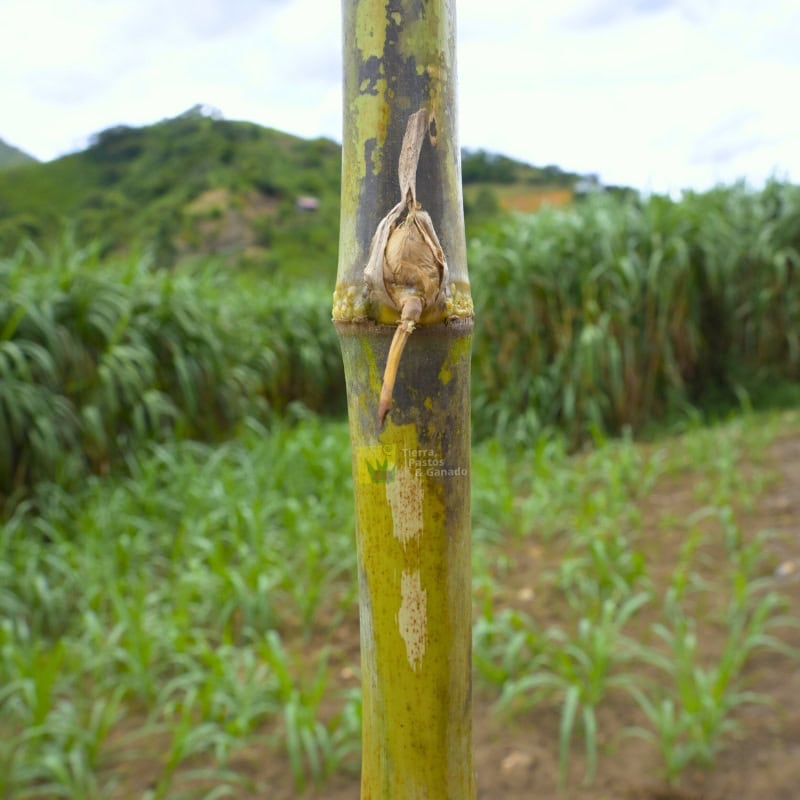 Pasto Rodas - Imagen 10