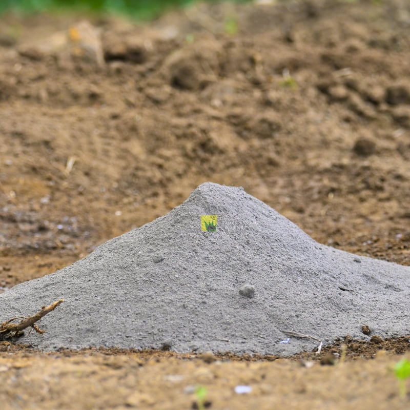 Micorriza - Imagen 3