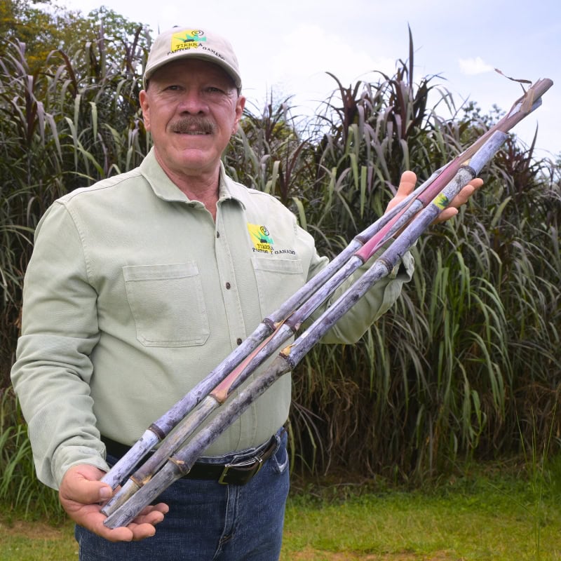 Pasto Elefante Morado