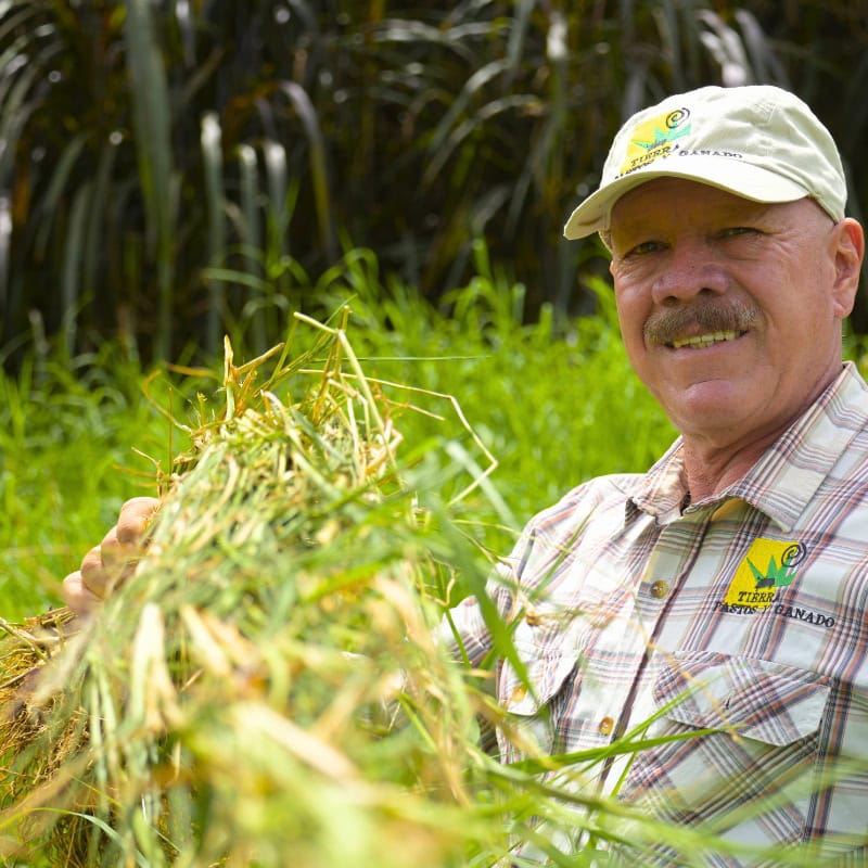 Pasto Estrella Africana - Imagen 7