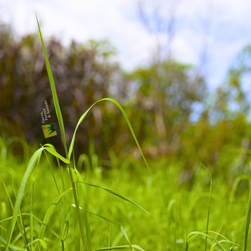 Pasto Estrella Africana - Imagen 6