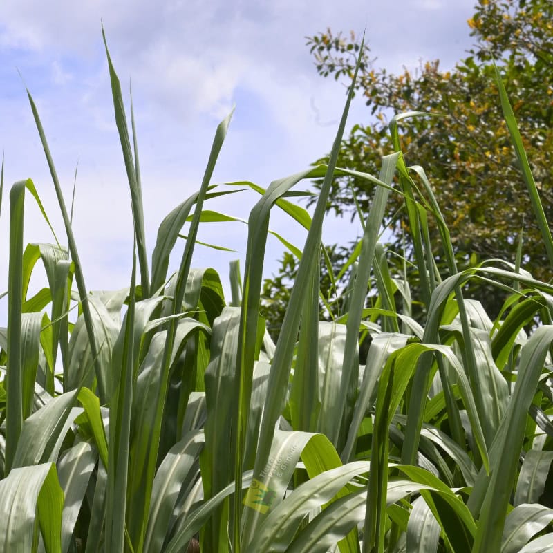 Pasto Rodas - Imagen 11