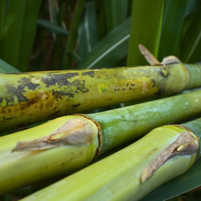 Pasto Rodas - Imagen 5