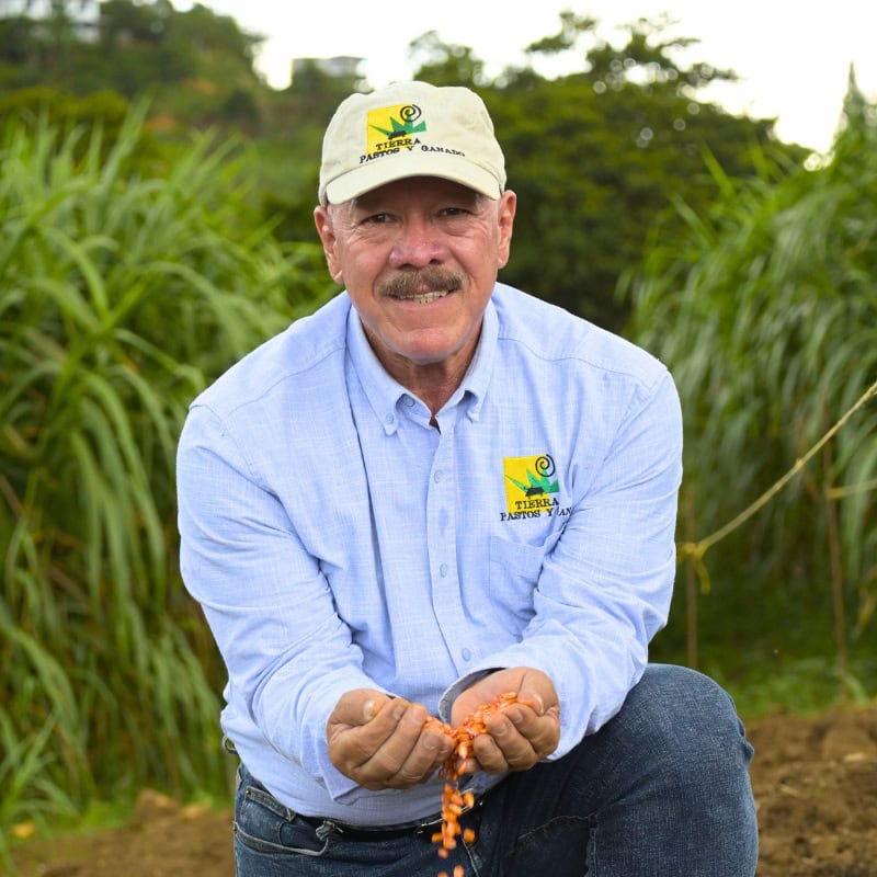 Semilla de Maíz Forrajero - Imagen 2