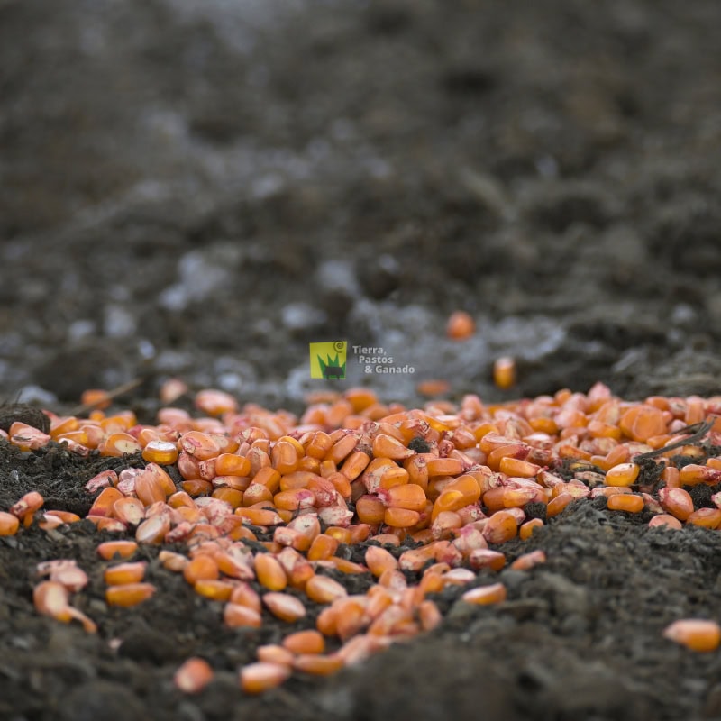 Semilla de Maíz Forrajero