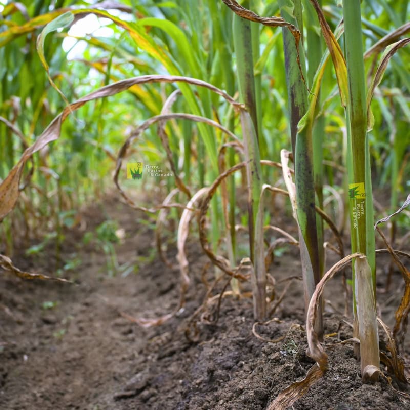 Semilla de Maíz Forrajero - Imagen 4